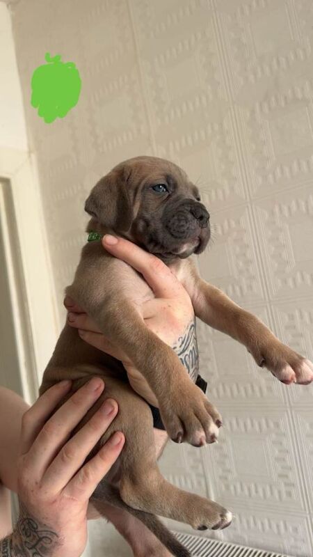 Elite Cane Corso Puppies – ABKC Registered – 4 Gen Serbian Bloodlines - Image 4 of 5