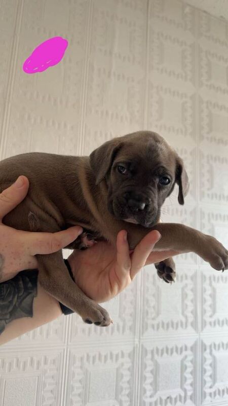Elite Cane Corso Puppies – ABKC Registered – 4 Gen Serbian Bloodlines - Image 5 of 5