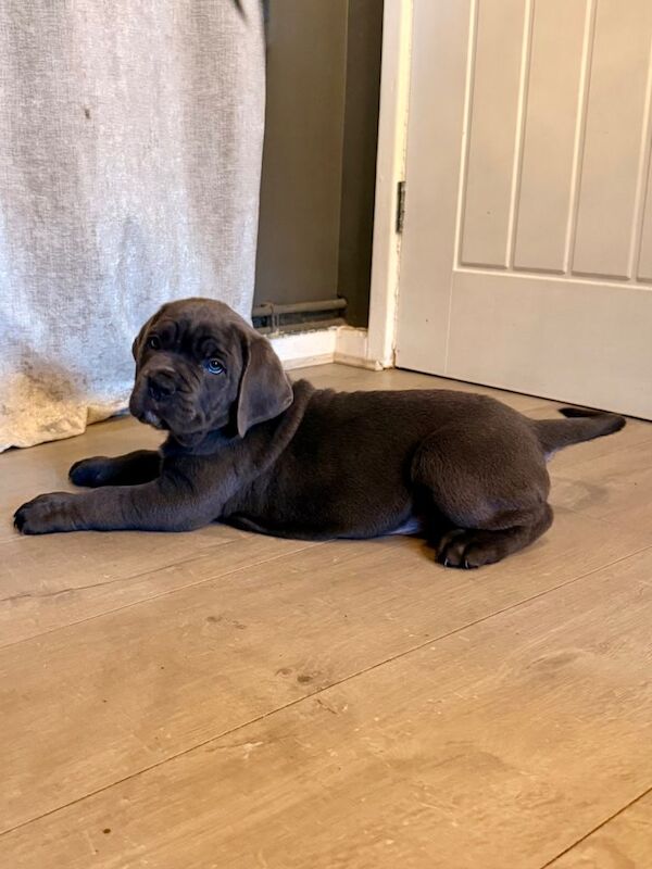 Cane Corso puppies for sale in Nottingham, Nottinghamshire – 7 weeks old