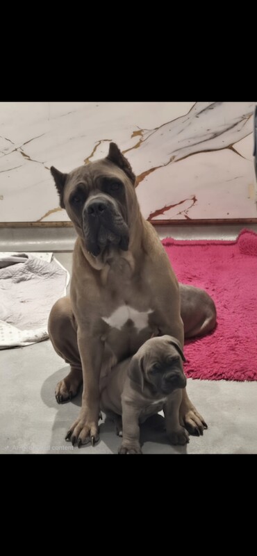 Exceptional formentino male puppy - Image 2 of 4