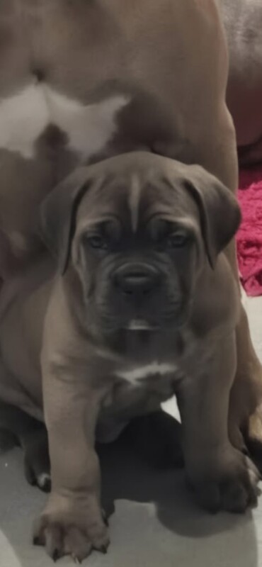 Exceptional formentino male puppy - Image 3 of 4