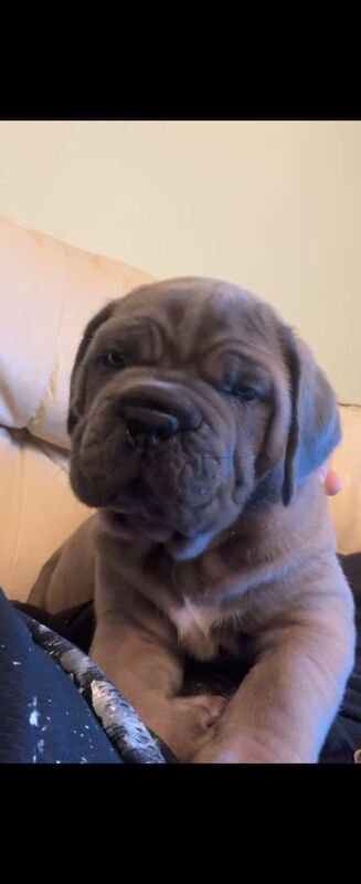 Exceptional formentino male puppy - Image 4 of 4