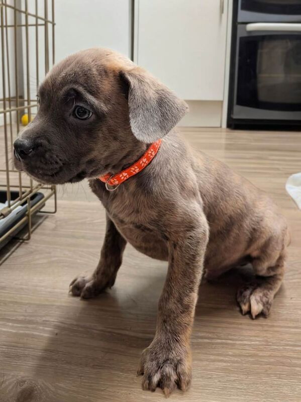 Cane Corso puppies for sale in Timperley, Greater Manchester – 10 weeks old - Image 2 of 3