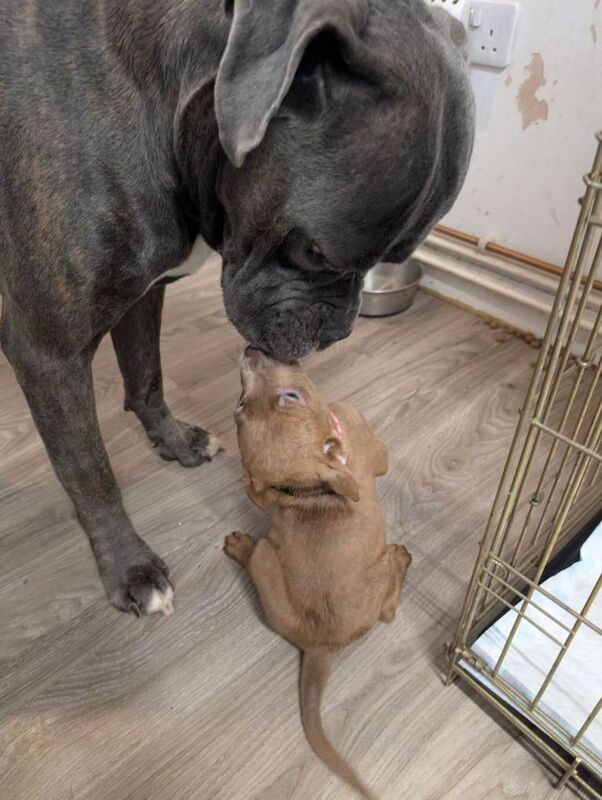 Cane Corso puppies for sale in Timperley, Greater Manchester – 10 weeks old - Image 3 of 3