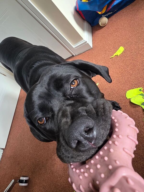 Cane Corso puppies for sale in Mickleover, Derbyshire – 1 year old