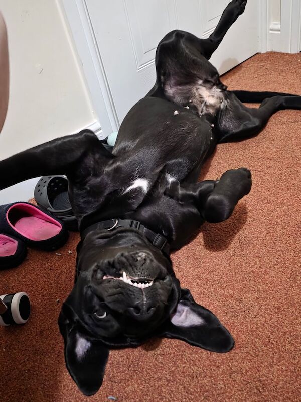 Cane Corso puppies for sale in Mickleover, Derbyshire – 1 year old - Image 2 of 3