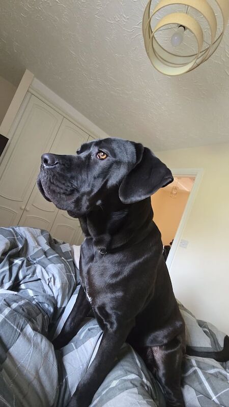 Cane Corso puppies for sale in Mickleover, Derbyshire – 1 year old - Image 3 of 3