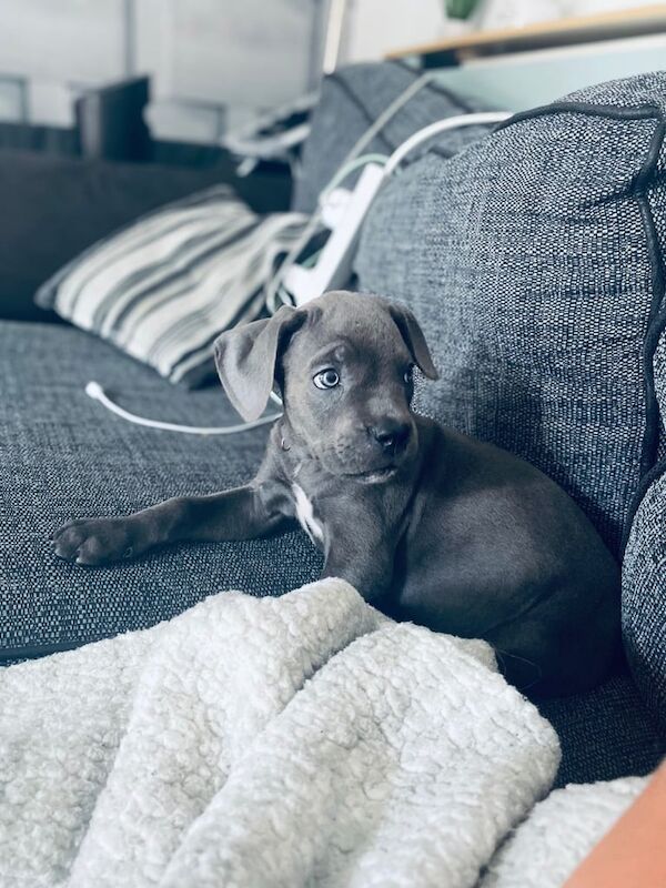 Cane Corso puppies for sale in Mayfield, Midlothian – 11 weeks old