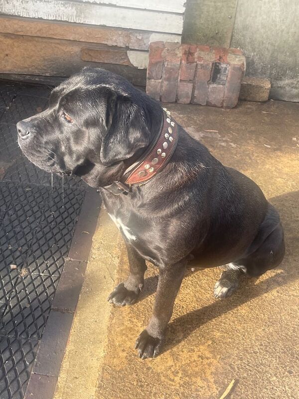Cane Corso puppies for sale in Peterborough, Cambridgeshire – 1 year old - Image 2 of 5