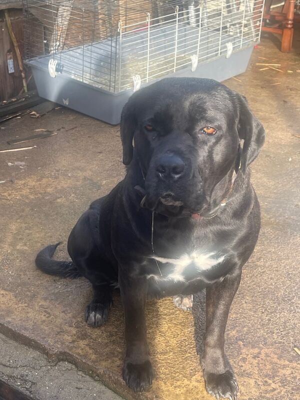 Cane Corso puppies for sale in Peterborough, Cambridgeshire – 1 year old - Image 4 of 5