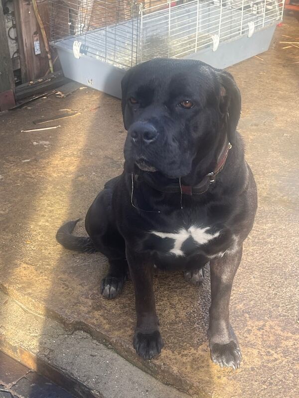 Cane Corso puppies for sale in Peterborough, Cambridgeshire – 1 year old - Image 5 of 5