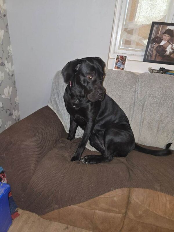 Cane Corso puppies for sale in Chelmsford, Essex – 2 years old