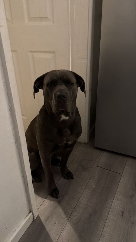 Female Cane Corso Age 3