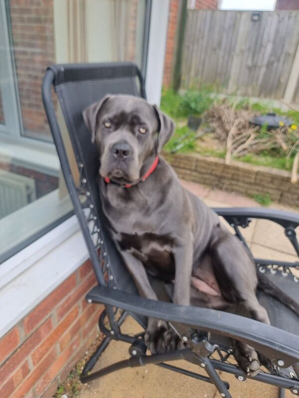 FEMALE CANE CORSO CROSS AMERICAN MASTIFF for sale in Harwich, Essex