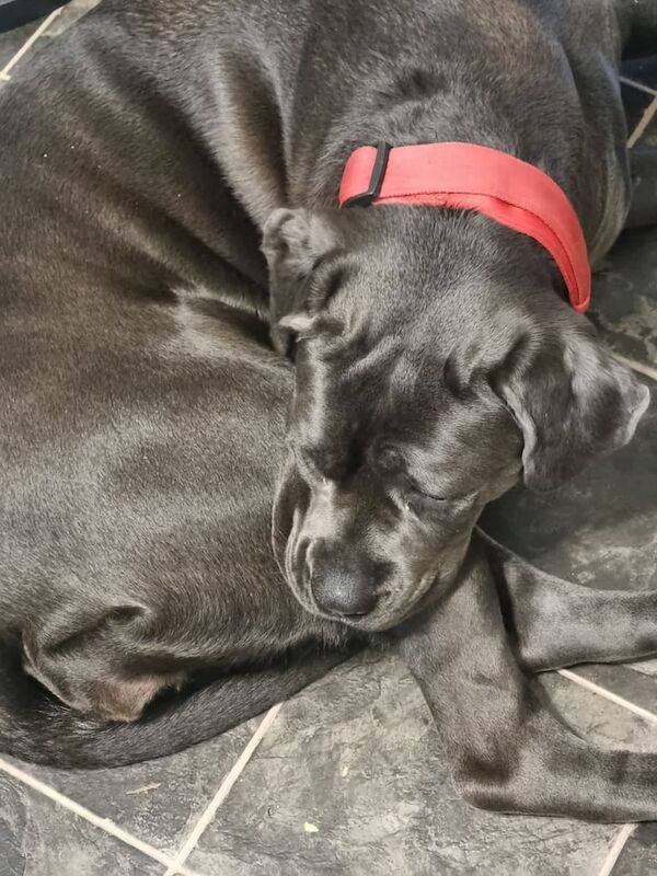 FEMALE CANE CORSO CROSS AMERICAN MASTIFF for sale in Harwich, Essex - Image 2
