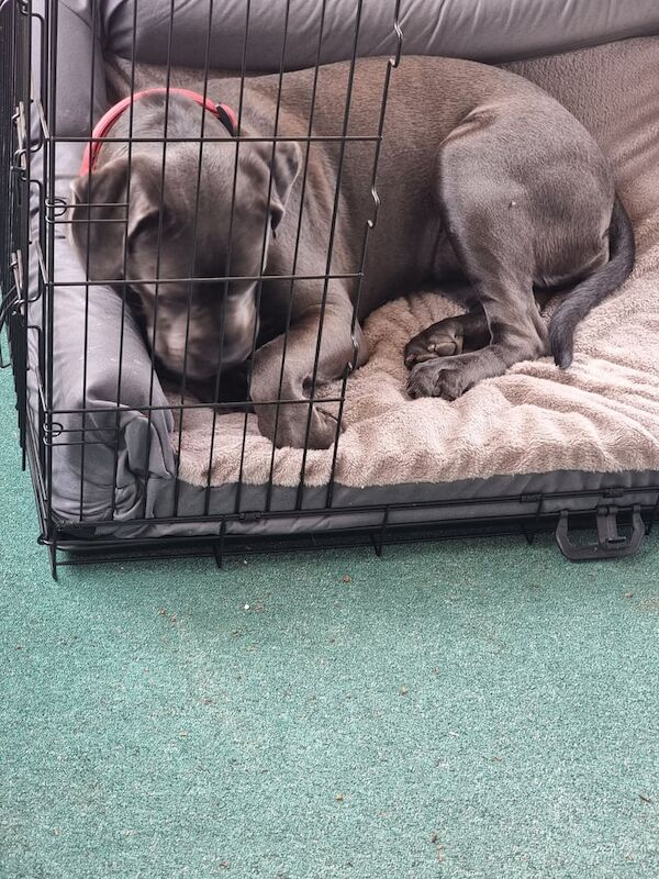 FEMALE CANE CORSO CROSS AMERICAN MASTIFF for sale in Harwich, Essex - Image 3