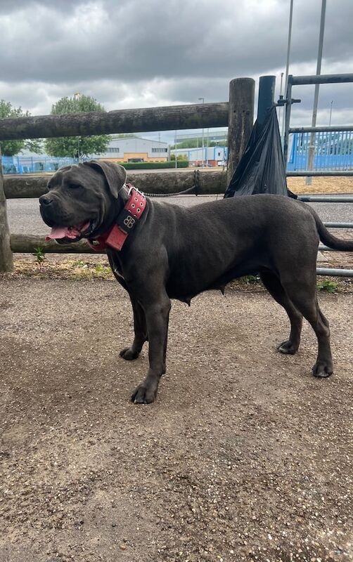 Female Cane Corso for sale in Sparkhill, West Midlands