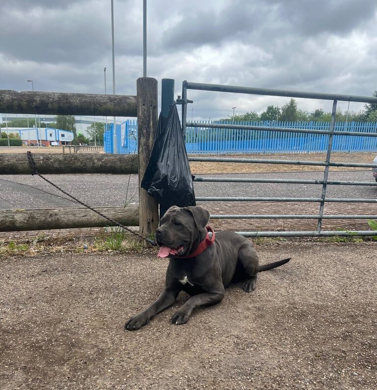 Female Cane Corso for sale in Sparkhill, West Midlands - Image 2