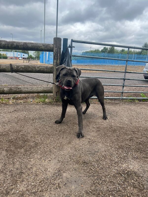 Female Cane Corso for sale in Sparkhill, West Midlands - Image 3