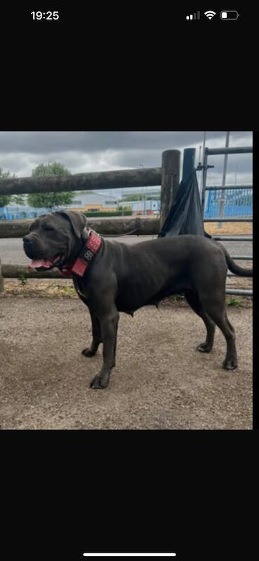 Female Cane Corso for sale in Sparkhill, West Midlands