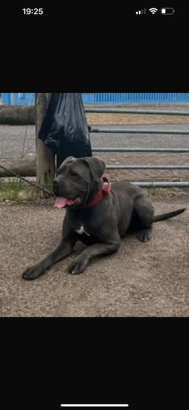 Female Cane Corso for sale in Sparkhill, West Midlands | Image 2