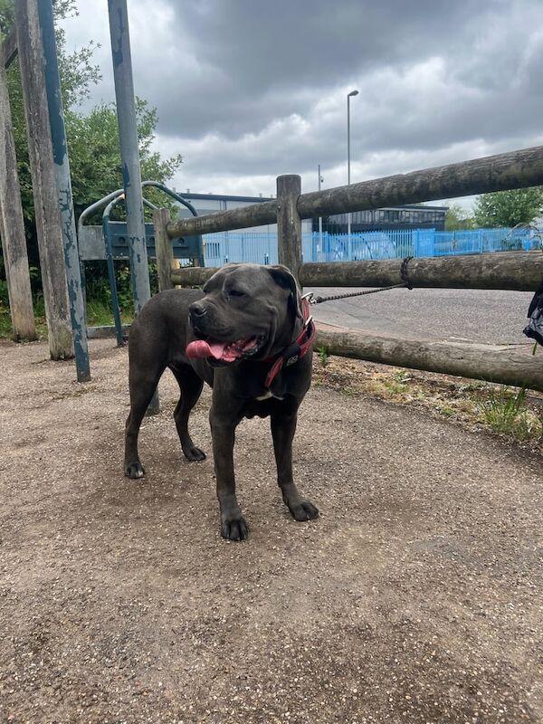 Female Cane Corso for sale in Sparkhill, West Midlands | Image 3