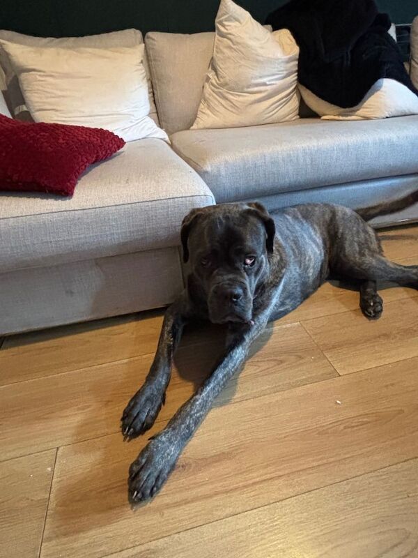 Cane Corso puppies for sale in Dundee, City of Dundee – 8 weeks old