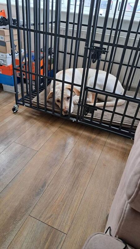 Cane Corso puppies for sale in Kingswood, Buckinghamshire – 1 year old