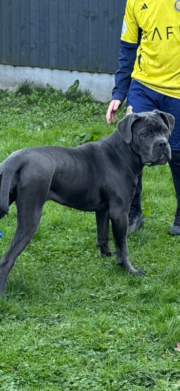 female cane corso pup