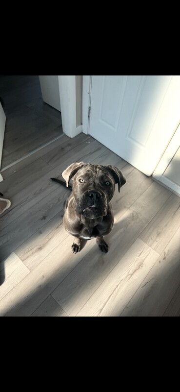 female cane corso pup - Image 2 of 4