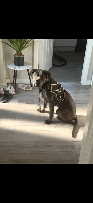 female cane corso pup - Image 3 of 4