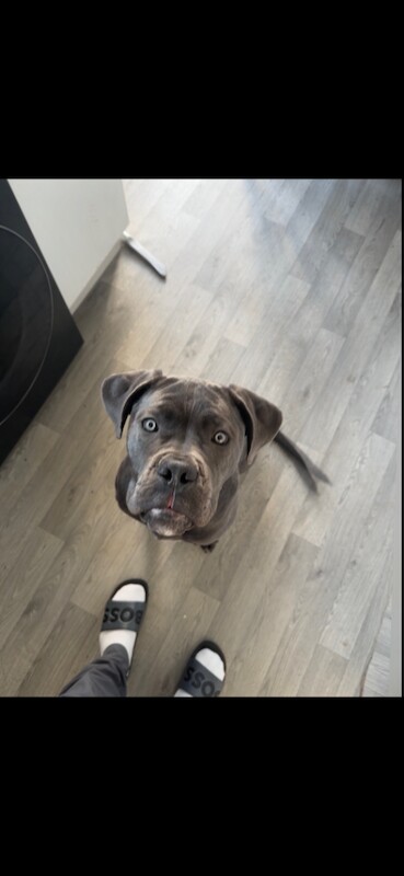 female cane corso pup - Image 4 of 4