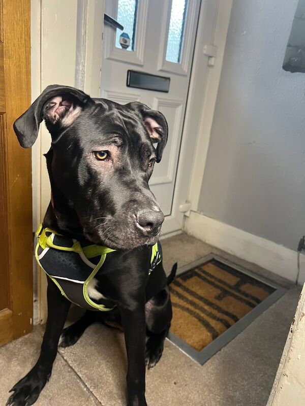 Cane Corso puppies for sale in Halifax, West Yorkshire – 9 months old