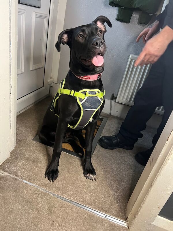 Cane Corso puppies for sale in Halifax, West Yorkshire – 9 months old - Image 2 of 3