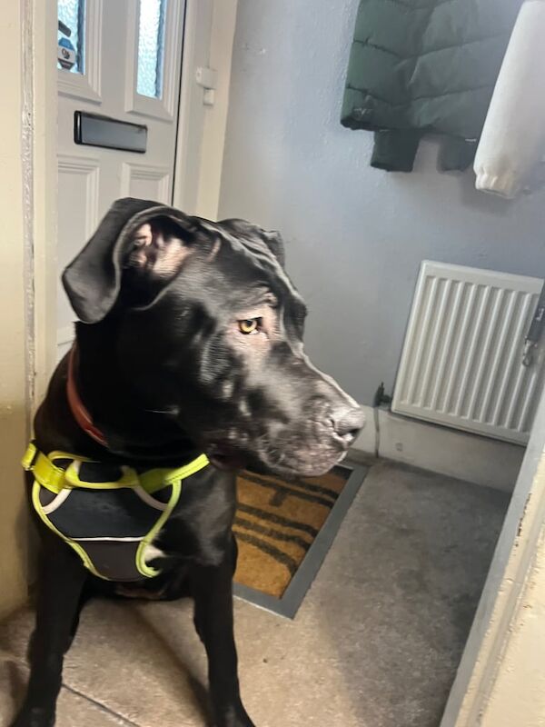 Cane Corso puppies for sale in Halifax, West Yorkshire – 9 months old - Image 3 of 3