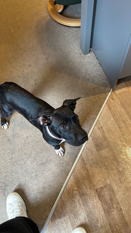 Cane Corso puppies for sale in Dawlish, Devon – 4 months old