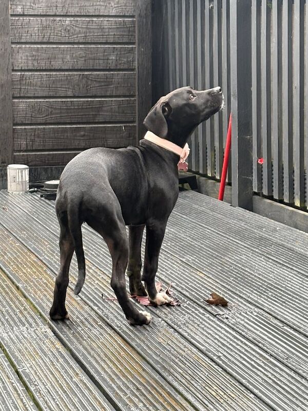 Cane Corso puppies for sale in Dawlish, Devon – 4 months old - Image 2 of 3