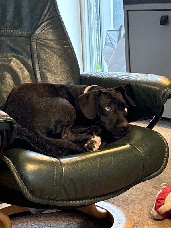 Cane Corso puppies for sale in Dawlish, Devon – 4 months old - Image 3 of 3