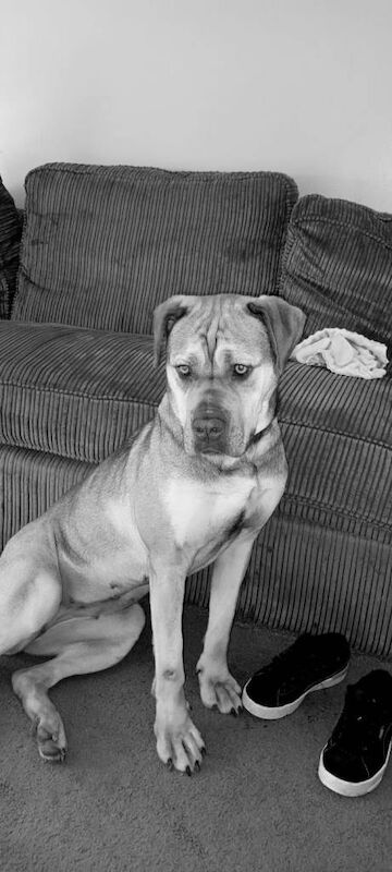 Cane Corso puppies for sale in Caernarfon, Gwynedd – 7 years old