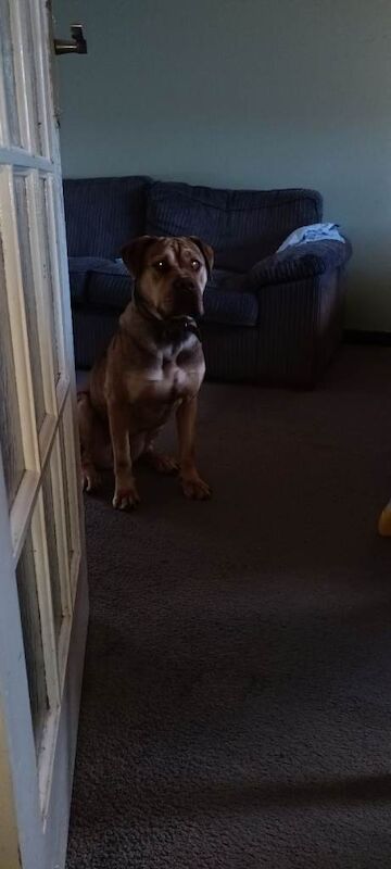 Cane Corso puppies for sale in Caernarfon, Gwynedd – 7 years old - Image 2 of 4