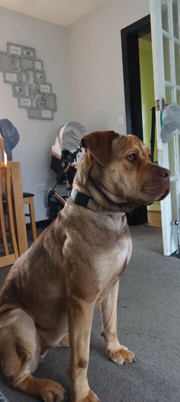 Cane Corso puppies for sale in Caernarfon, Gwynedd – 7 years old - Image 3 of 4