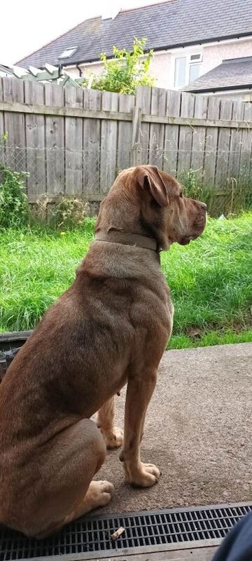 Cane Corso puppies for sale in Caernarfon, Gwynedd – 7 years old - Image 4 of 4