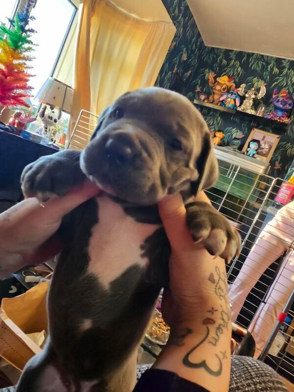 Cane Corso puppies for sale in Bulkington, Warwickshire – 6 weeks old