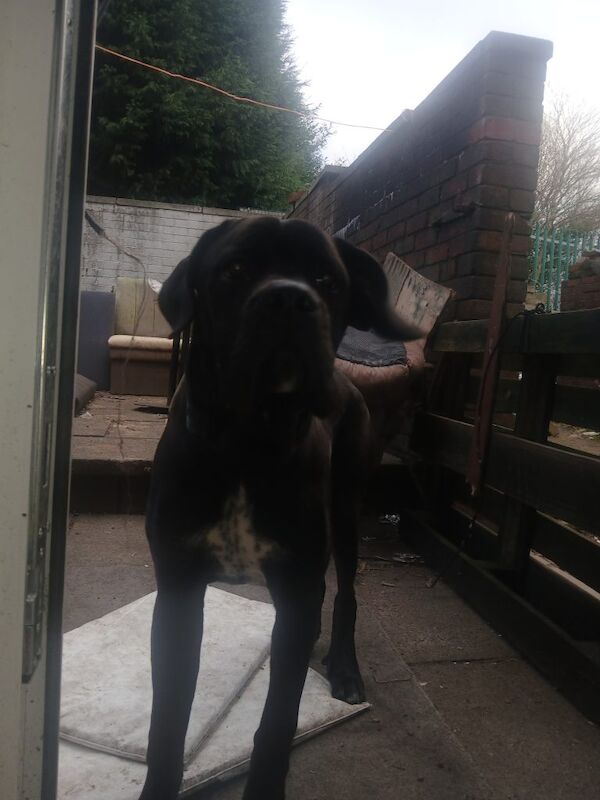 Cane Corso puppies for sale in Oldham, Greater Manchester – 7 months old