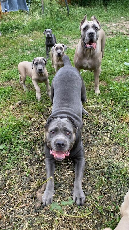 Cane Corso puppies for sale in Redditch, Worcestershire – 3 months old