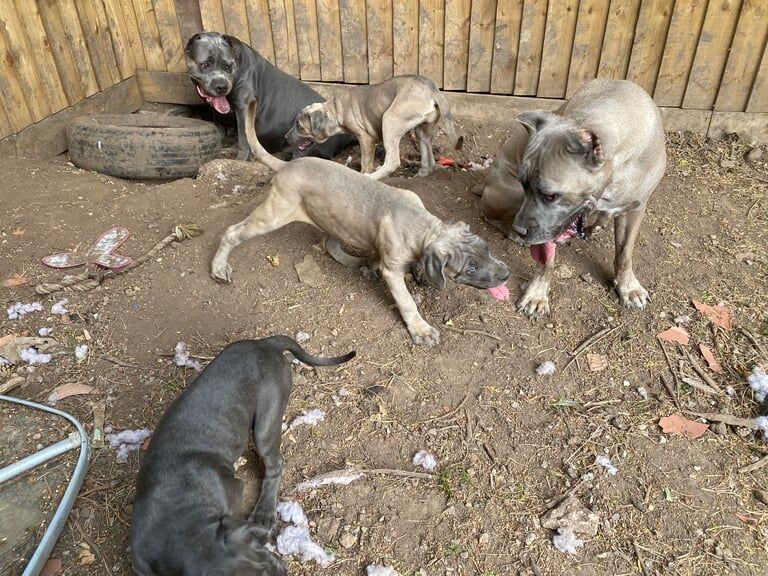 Cane Corso puppies for sale in Redditch, Worcestershire – 3 months old - Image 2 of 3