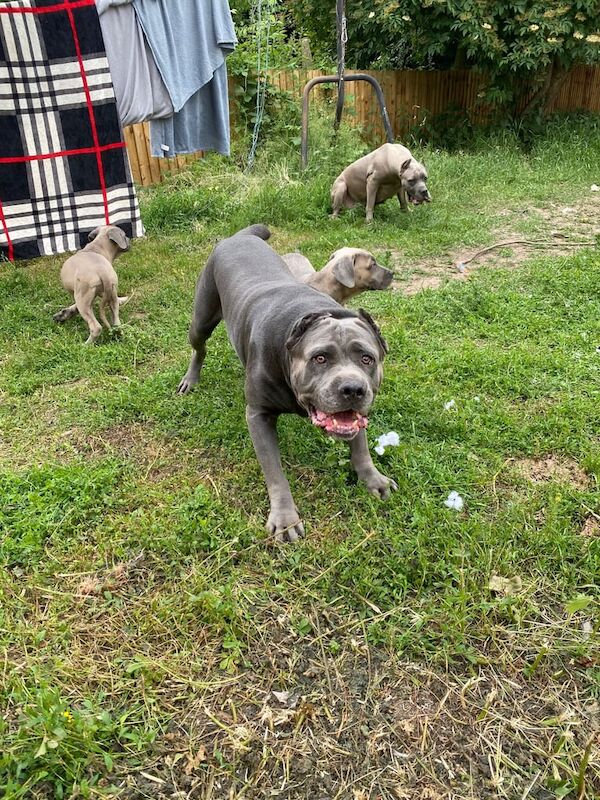 Cane Corso puppies for sale in Redditch, Worcestershire – 3 months old - Image 3 of 3