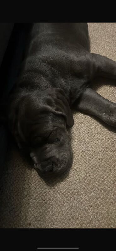 Cane Corso puppies for sale in Ilkeston, Derbyshire – 3 months old