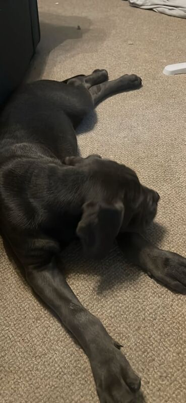 Cane Corso puppies for sale in Ilkeston, Derbyshire – 3 months old - Image 2 of 3