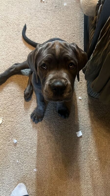 Cane Corso puppies for sale in Ilkeston, Derbyshire – 3 months old - Image 3 of 3